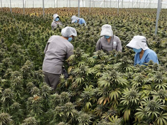 Gobierno autoriza la venta de cannabis medicinal en farmacias del país