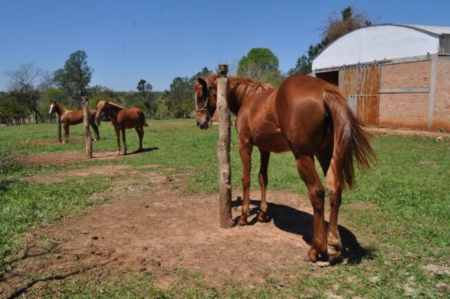 El ICA refuerza las actividades de vigilancia y control ante detección de encefalitis equinas en Colombia