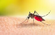 La Malaria o Paludismo: una enfermedad prevenible y curable