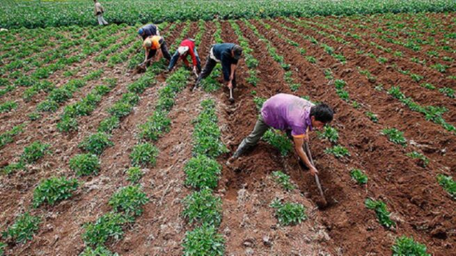 MinAgricultura habilitó nuevos recursos para subsidiar tasas de interés de créditos agropecuario