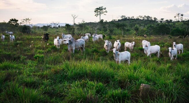 MinAgricultura y el ICA lanzan nueva versión de SINIGÁN para fortalecer la ganadera en Colombia