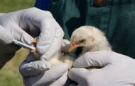 El ICA confirma brote de influenza aviar que no afecta la producción nacional
