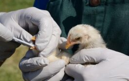 El ICA confirma brote de influenza aviar que no afecta la producción nacional