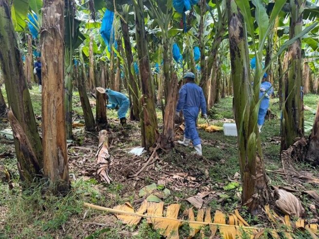 El ICA y OIRSA avanzan en la validación de las inmunotiras para la detección rápida de Fusarium R4T en campo