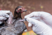 Medidas de prevención contra la influenza aviar (H5N1) en aves de traspatio