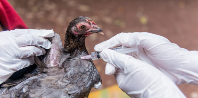 Medidas de prevención contra la influenza aviar (H5N1) en aves de traspatio