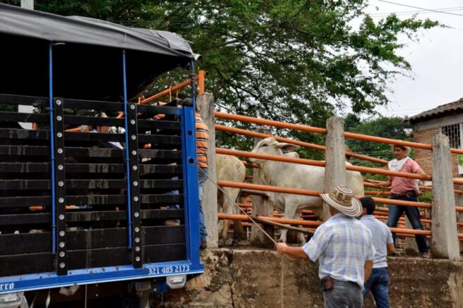 El 15 de enero vence el plazo de registro obligatorio para ganaderos y transportadores de bovinos y bufalinos