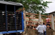 Refuerzan lineamientos para el transporte de bovinos en pie