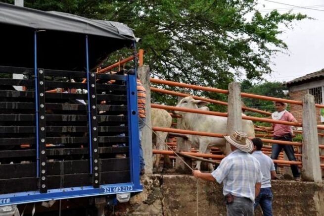 Refuerzan lineamientos para el transporte de bovinos en pie