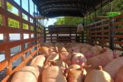 Policía incautó 85 cerdos en zona rural de Valledupar