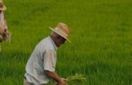 Adelantan acciones de vigilancia y control en sector arrocero