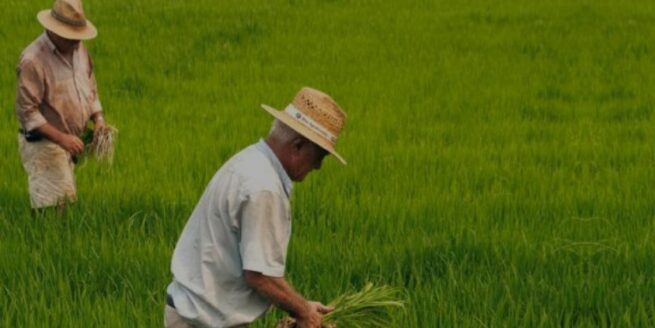 Adelantan acciones de vigilancia y control en sector arrocero