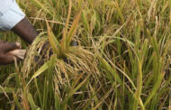 Adoptan medidas para defender producción de arroz paddy verde