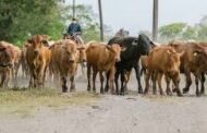 Ampliado plazo para la expedición de guía sanitaria de movilización de bovinos y bufalinos