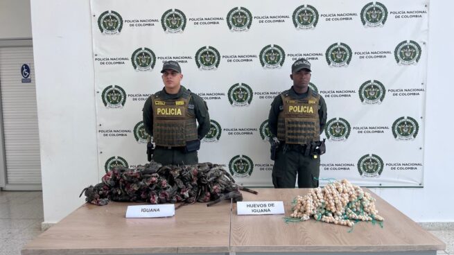 Incautados 41 especímenes y 850 huevos de iguana