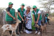 Familias de Sarrutsira en La Guajira, fortalecen su seguridad alimentaria con proyecto caprino