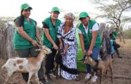Familias de Sarrutsira en La Guajira, fortalecen su seguridad alimentaria con proyecto caprino