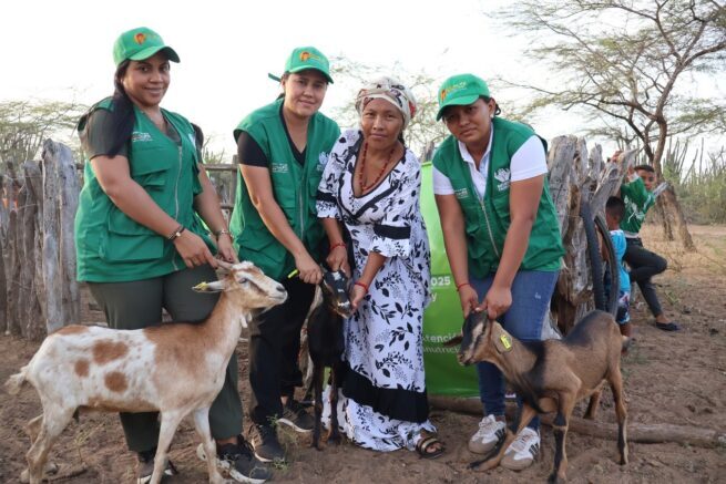 Familias de Sarrutsira en La Guajira, fortalecen su seguridad alimentaria con proyecto caprino