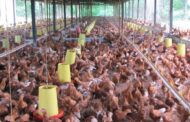 MinAgricultura avanza en acciones para atender la situación del sector avícola