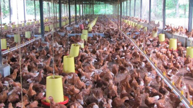MinAgricultura avanza en acciones para atender la situación del sector avícola