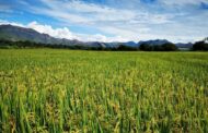Listas las medidas para la primera cosecha de arroz del 2026