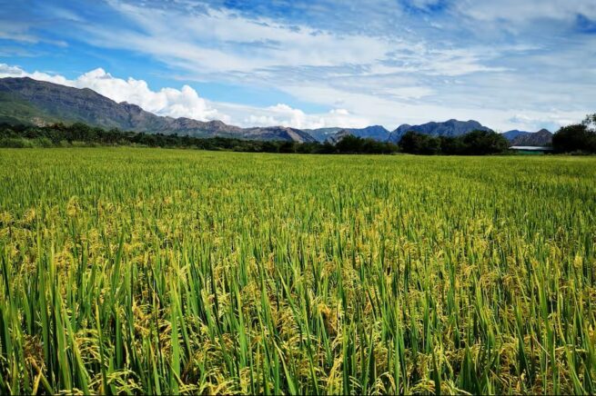 Listas las medidas para la primera cosecha de arroz del 2026