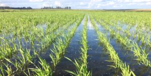 Anuncia Minagricultura el cumplimiento de acuerdos con el sector arrocero.