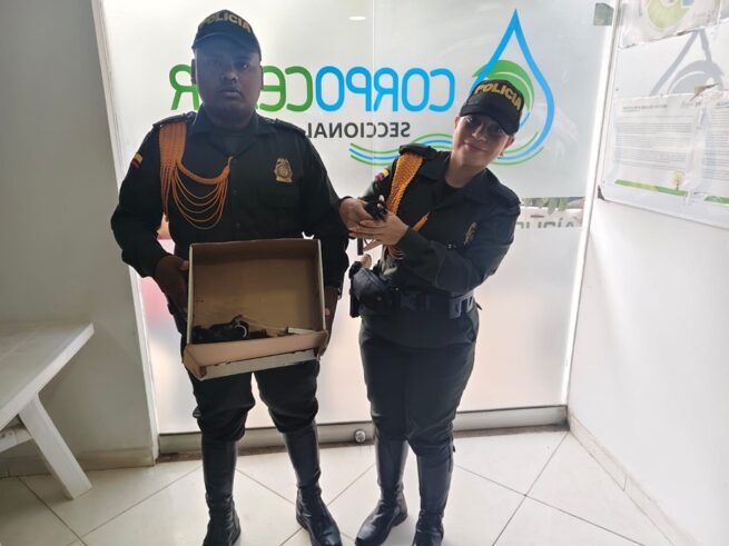 Policía rescató cinco zarigüeyas que habían halladas dentro de una caja en Aguachica