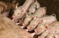 Colombia refuerza medidas para mantener al país libre de Peste Porcina Africana