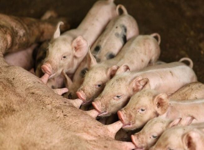 Colombia refuerza medidas para mantener al país libre de Peste Porcina Africana