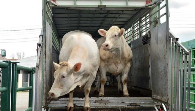Transportadores de animales en pie deben realizar el curso en bienestar animal