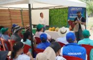 En Cesar, abren primera planta de bioconversión con mosca soldado negra