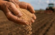 ICA y Acosemillas recomiendan utilizar semilla autorizada para los cultivos