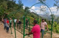 Impulsan producción de cacao en el Catatumbo