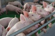 MinAgricultura y el ICA blindan el estatus sanitario de la avicultura y la porcicultura