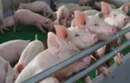 MinAgricultura y el ICA blindan el estatus sanitario de la avicultura y la porcicultura