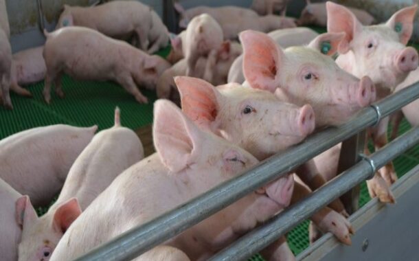 MinAgricultura y el ICA blindan el estatus sanitario de la avicultura y la porcicultura