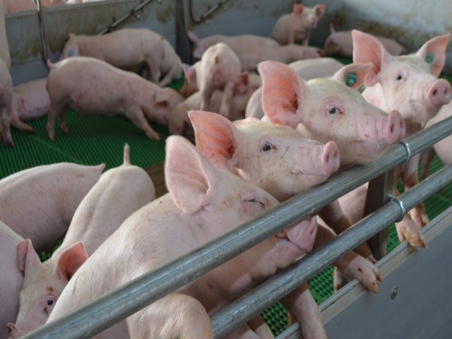 MinAgricultura y el ICA blindan el estatus sanitario de la avicultura y la porcicultura