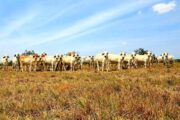 ICA desmiente cifras de muerte y movilización de ganado atribuidas a El Niño