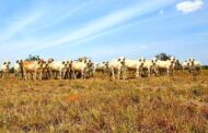 ICA desmiente cifras de muerte y movilización de ganado atribuidas a El Niño