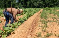 La vigilancia para proteger la producción durante el Fenómeno de El niño en Colombia