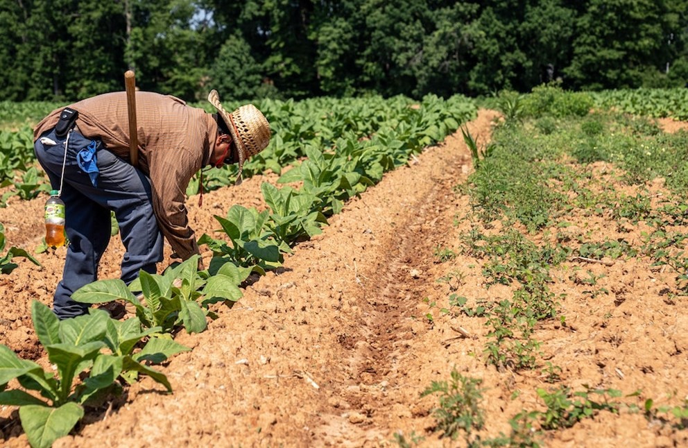 La vigilancia para proteger la producción durante el Fenómeno de El niño en Colombia