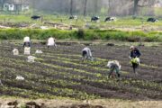 MinAgricultura y el Dane se unen para realizar un nuevo Censo Agropecuario