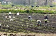 MinAgricultura y el Dane se unen para realizar un nuevo Censo Agropecuario