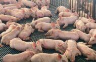 Colombia abre una nueva puerta de exportación para sus carnes en Filipinas