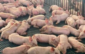 Colombia abre una nueva puerta de exportación para sus carnes en Filipinas