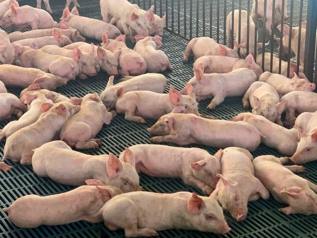 Colombia abre una nueva puerta de exportación para sus carnes en Filipinas