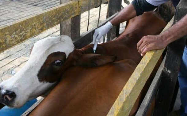 Más de 30 millones de bovinos y bufalinos serán vacunados contra la fiebre aftosa en Colombia