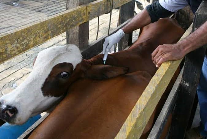 Más de 30 millones de bovinos y bufalinos serán vacunados contra la fiebre aftosa en Colombia