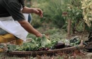 Al 2030, la FAO busca disminuir el hambre en el mundo